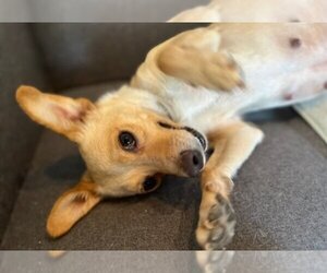 Chihuahua-Unknown Mix Dogs for adoption in Queen Creek, AZ, USA