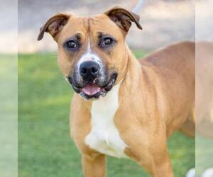 American Pit Bull Terrier Dogs for adoption in Camarillo, CA, USA