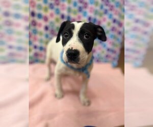 Dalmatian-Labrador Retriever Mix Dogs for adoption in Orangeburg, SC, USA