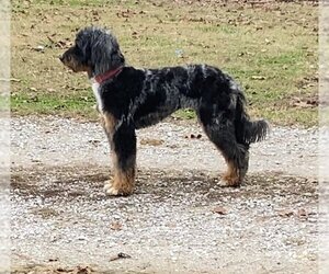 Aussiedoodle Dogs for adoption in Harrison, AR, USA