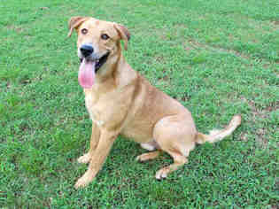 Golden Retriever Dogs for adoption in Lufkin, TX, USA