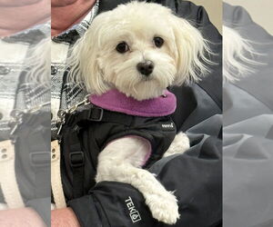 Medium Photo #6 Maltese-Unknown Mix Puppy For Sale in Mundelein, IL, USA