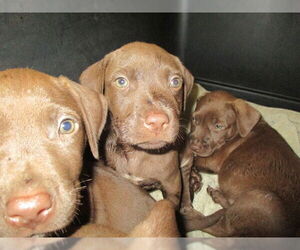 Labrador Retriever Dogs for adoption in Ocala, FL, USA