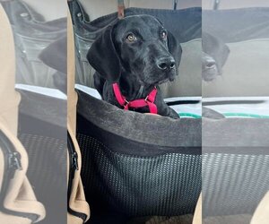 Labrador Retriever Dogs for adoption in LOGANVILLE, GA, USA