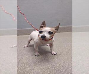 Medium Photo #1 Chihuahua-Unknown Mix Puppy For Sale in Las Vegas, NV, USA