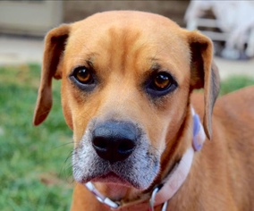 Boxador Dogs for adoption in Brownsboro, AL, USA