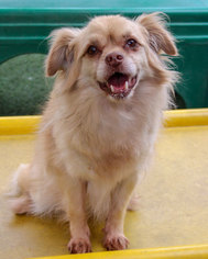 Tibetan Spaniel-Unknown Mix Dogs for adoption in Anaheim, CA, USA