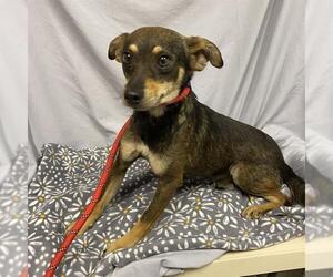 Chihuahua-Unknown Mix Dogs for adoption in Modesto, CA, USA
