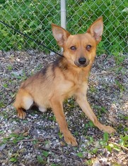 Chiranian Dogs for adoption in Lake City, MI, USA