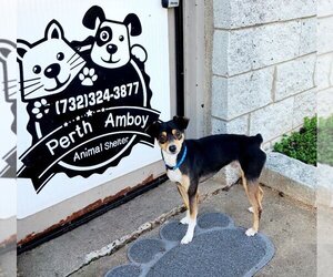 Miniature Pinscher-Unknown Mix Dogs for adoption in Perth Amboy, NJ, USA