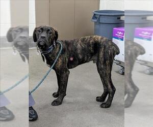 Mutt Dogs for adoption in Forestville, MD, USA