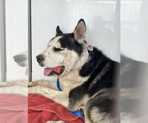 Siberian Husky Dogs for adoption in Stockton, CA, USA