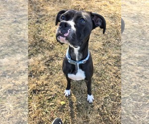 Boxer-Unknown Mix Dogs for adoption in Woodbury, NY, USA