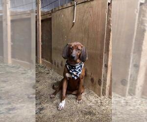 Redbone Coonhound Dogs for adoption in Crystal, MN, USA