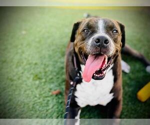 Labrador Retriever-Unknown Mix Dogs for adoption in Orlando, FL, USA