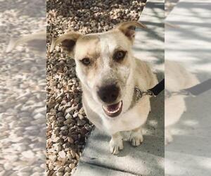Pembroke Welsh Corgi-Red Heeler Mix Dogs for adoption in Laramie, WY, USA