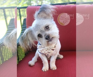 Mal-Shi Dogs for adoption in Benton, LA, USA