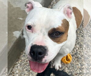 Mutt Dogs for adoption in Jefferson, WI, USA