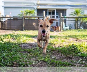 Chiweenie Dogs for adoption in oakland, FL, USA