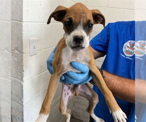 Boxer-Unknown Mix Dogs for adoption in San Bernardino, CA, USA