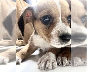 Chihuahua-Unknown Mix Dogs for adoption in Houston, TX, USA