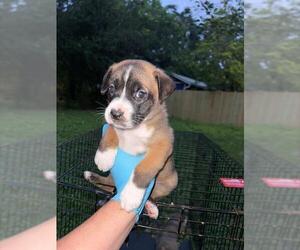 American Staffordshire Terrier-Unknown Mix Dogs for adoption in San Antonio, TX, USA