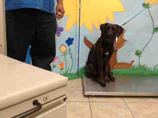 Mastiff Dogs for adoption in Houston, TX, USA