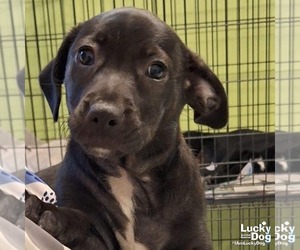 Feist Terrier-Retriever  Mix Dogs for adoption in Washington, DC, USA
