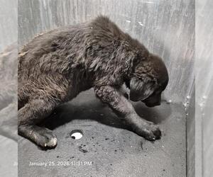 Labrador Retriever-Unknown Mix Dogs for adoption in San Antonio, TX, USA