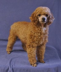 Poodle (Miniature) Dogs for adoption in Tulsa, OK, USA