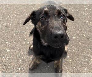 Catahoula Leopard Dog-Unknown Mix Dogs for adoption in Santa Rosa, CA, USA