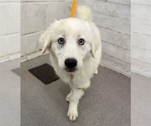 Great Pyrenees-Unknown Mix Dogs for adoption in San Bernardino, CA, USA