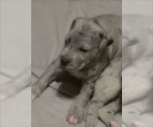 Great Dane Dogs for adoption in Palm Beach, FL, USA