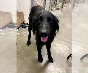 Mutt Dogs for adoption in Rosenberg, TX, USA