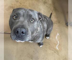 American Pit Bull Terrier Dogs for adoption in Chula Vista, CA, USA