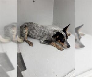 Mutt Dogs for adoption in Houston, TX, USA