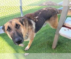 German Shepherd Dog-Unknown Mix Dogs for adoption in Grand Prairie, TX, USA