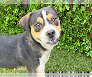Boxer-Unknown Mix Dogs for adoption in West Palm Beach, FL, USA
