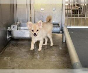 Pomeranian Dogs for adoption in Norco, CA, USA