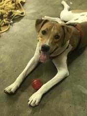 Labrador Retriever-Unknown Mix Dogs for adoption in Redding CA, CA, USA