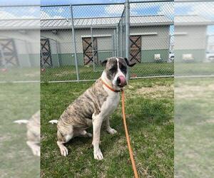 Boxer-Unknown Mix Dogs for adoption in Louisville, KY, USA