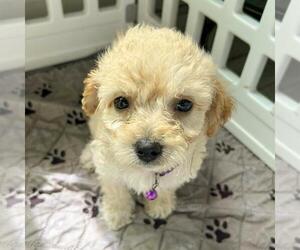 Chihuahua-Unknown Mix Dogs for adoption in San Diego, CA, USA