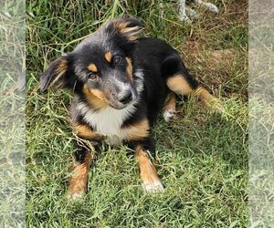 Australian Shepherd Dogs for adoption in Blacksburg, SC, USA