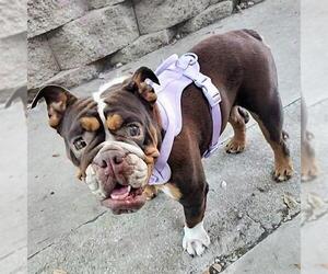 American Bulldog-Unknown Mix Dogs for adoption in San Antonio, TX, USA