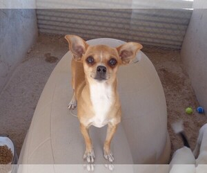 Chihuahua Dogs for adoption in Golden Valley, AZ, USA