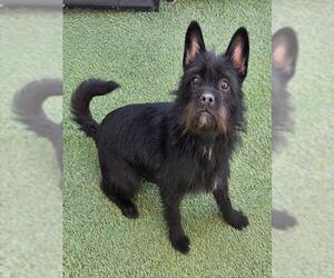 Mutt Dogs for adoption in Norco, CA, USA