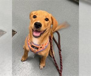 Labrador Retriever Dogs for adoption in Baytown, TX, USA