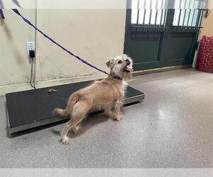 Chihuahua Dogs for adoption in Pasadena, CA, USA