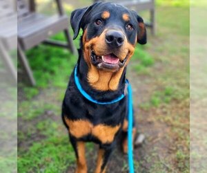 Rottweiler Dogs for adoption in Long Beach, CA, USA