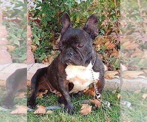French Bulldog Dogs for adoption in Canyon Country, CA, USA